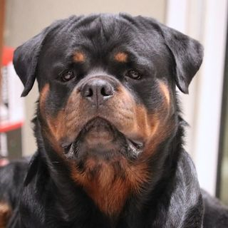 Vom Eisenrad Rottweilers LLC - For more information call: (323) 632-3285